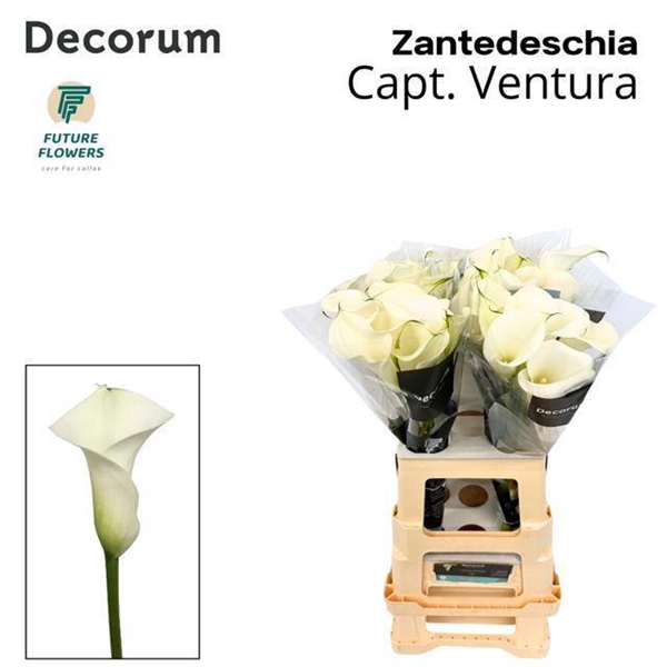 CALLA CAPTAIN VENTURA 65CM