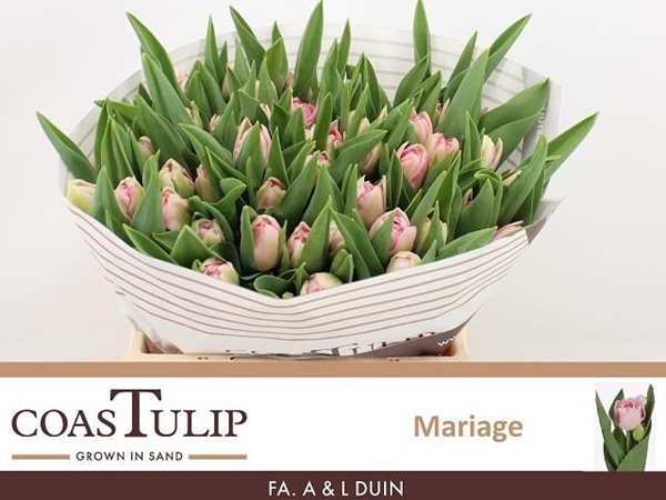 TULIPE MARIAGE 45G 38CM