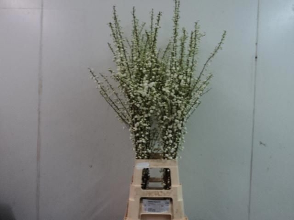 PRUNUS ALBA PLENA VERTAKT 100CM