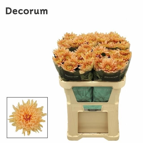 CHRYS. G KALIMBA SALMON 100G 70CM