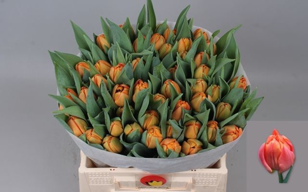 TULIPE LORENZO 38G 38CM