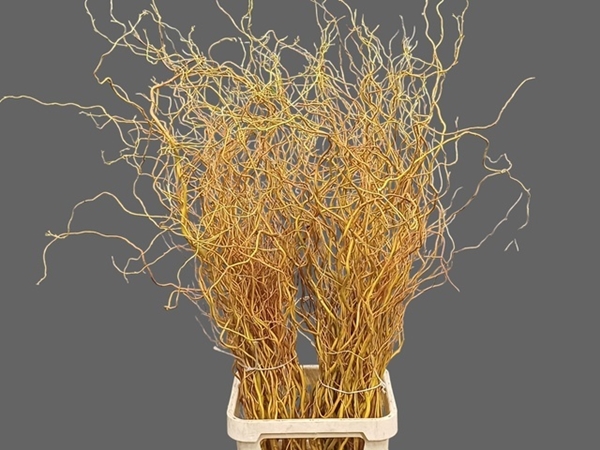 SALIX GOLDEN CURLS 130CM