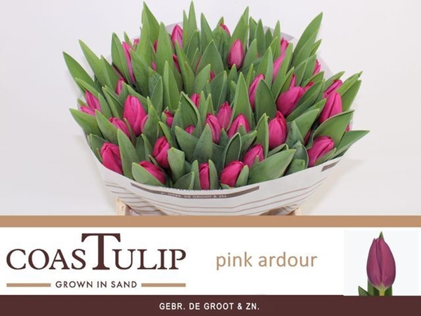 TULIPE PINK ARDOUR 45G 40CM
