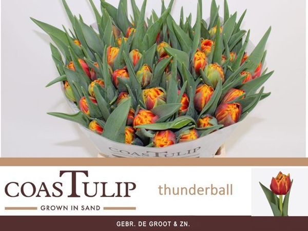 TULIPE THUNDERBALL 65G 40CM