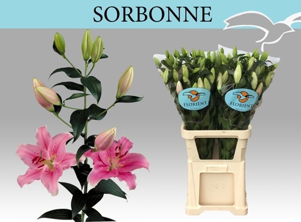 LYS OR SORBONNE 41FL 95CM 3 F+