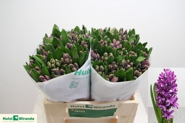 JACINTHE MISS SAIGON 30CM