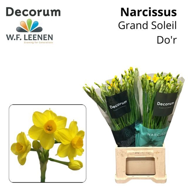 NARCISSE GRAND SOLEIL D'OR 45CM 25G