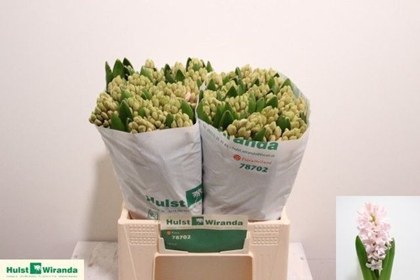 JACINTHE PINK ELEPHANT 34CM