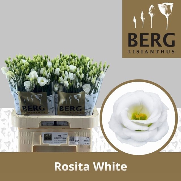LISIANTHUS BLANC