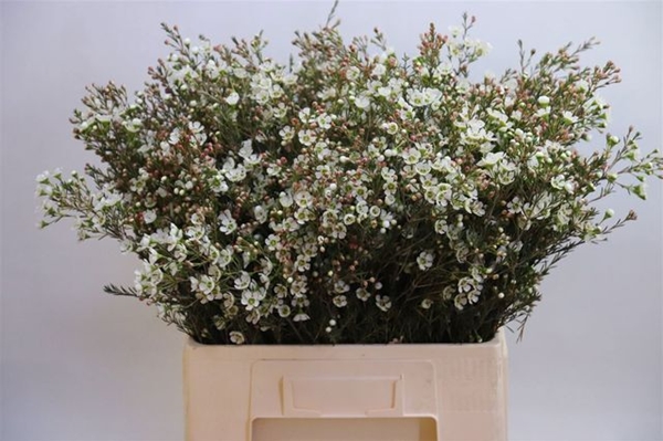 WAX ROMI ROSE SIRIUS 70CM 40G