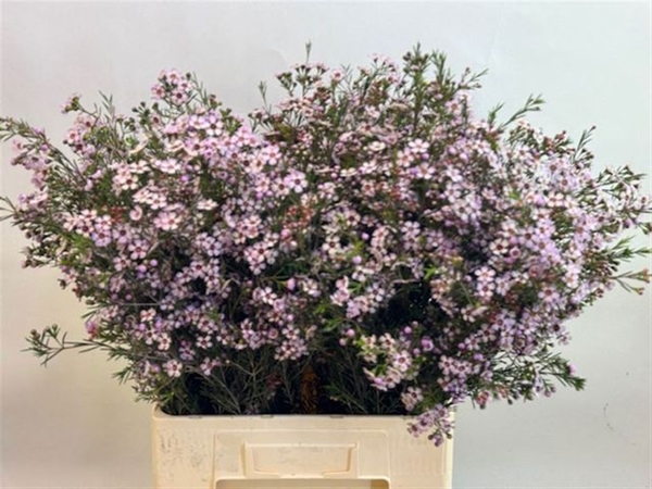 WAX ROMI ROSE UN PINK DREAM 70CM 40G