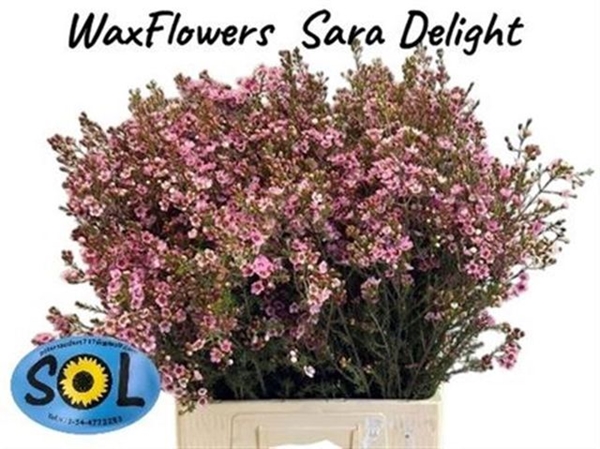 WAX ROMI ROSE SARAHS DELIGHT 70CM 45G
