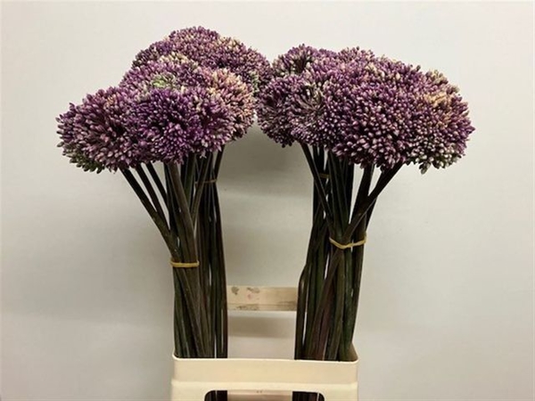 ALLIUM SUMMER BEAUTY 80CM