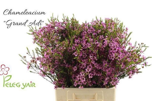 WAX ME GRAND 70CM 55G