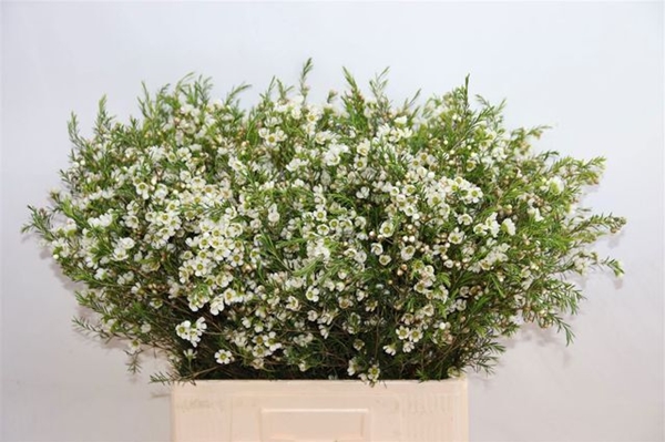 WAX ROMI ROSE CRYSTAL PEARL 70CM 40G