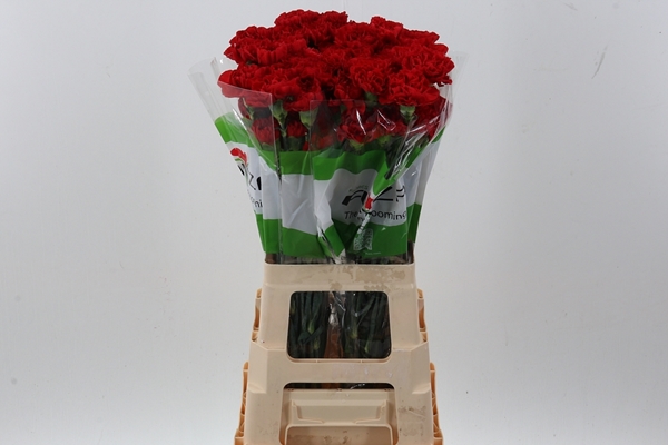 OEILLET RED SOHO 70CM