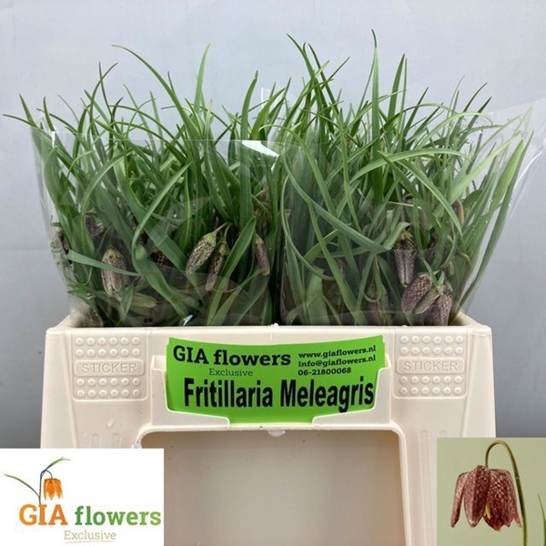 FRITILLARIA MELEAGRI 30CM