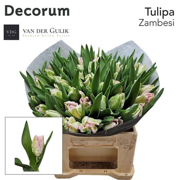 TULIPE ZAMBESI 38G 38CM