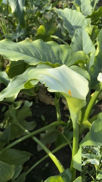 CALLA VERT GODDESS 90CM