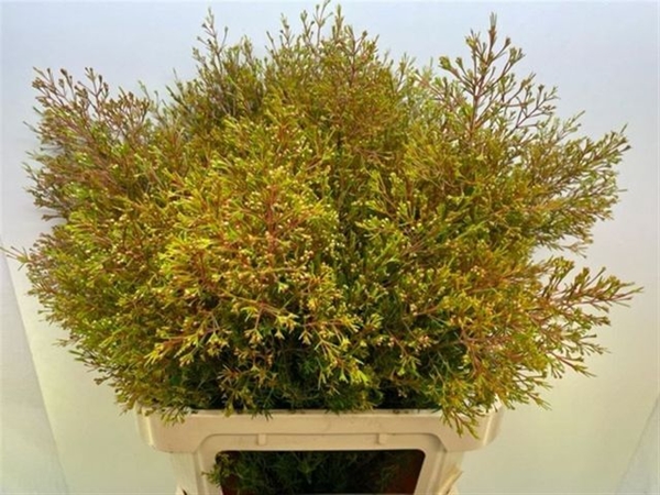 WAX ROMI ROSE UN VEGA 80CM 100G