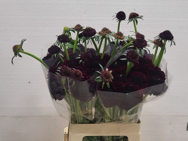 SCABIEUSE AT BB MAR CHERRY SCO 65CM