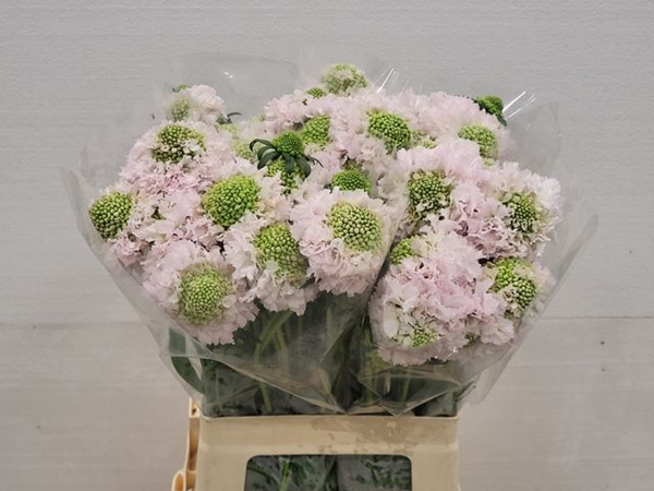 SCABIEUSE AT F VANILLE B SCOOP 60CM