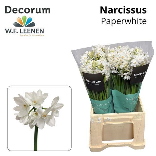 NARCISSE PAPERWHITE 45CM 23G
