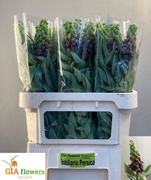 FRITILLARIA PERSICA 80CM