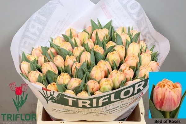 TULIPE BED OF ROSES 37G 38CM