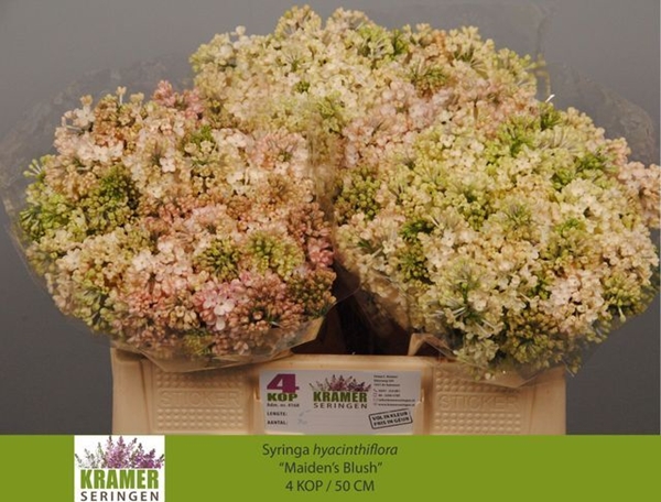 LILAS MAIDENS BLUSH 50CM 4BL