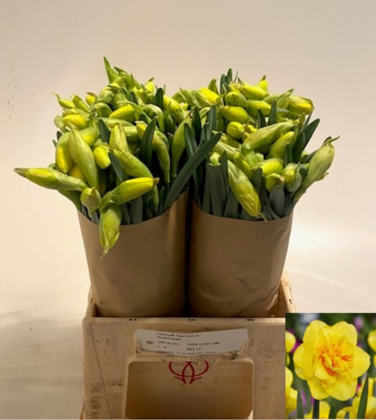 JONQUILLE DICK WILDEN $$$