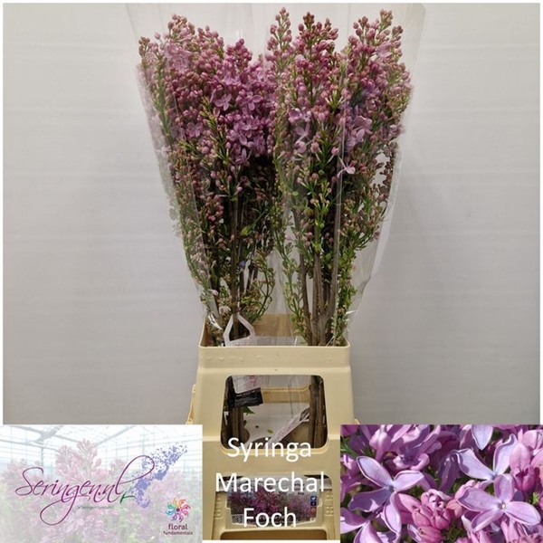 LILAS VULG MARECHAL FOCH 80CM 4BL