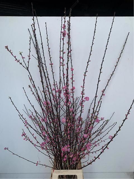 PRUNUS TRILOBA VERTAKT 140CM