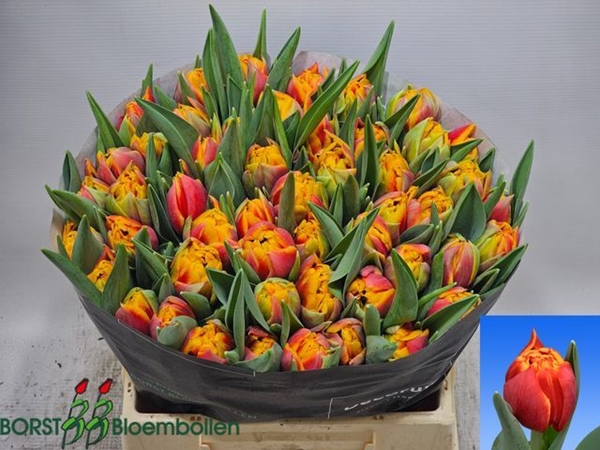 TULIPE THUNDERBALL 62G 40CM