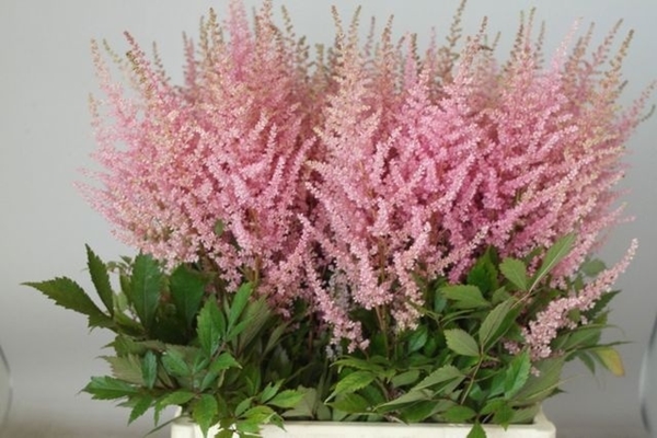 ASTILBE ERIKA 70CM