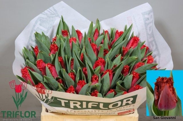 TULIPE ROUGE 38G 30 36CM $$$