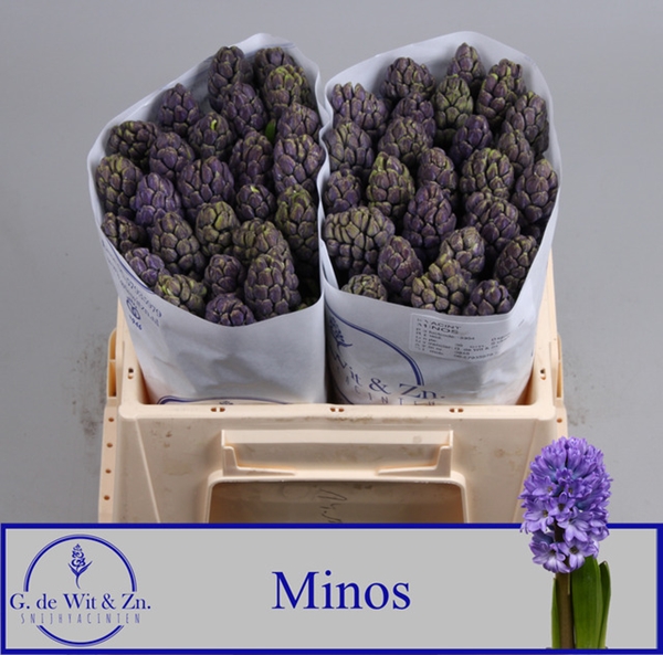 JACINTHE MINOS 30CM
