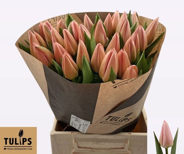 TULIPE SALMON DESSERT 66G 46CM