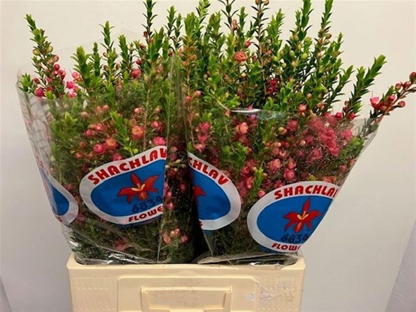 WAXCORDIA REY 70CM 40G