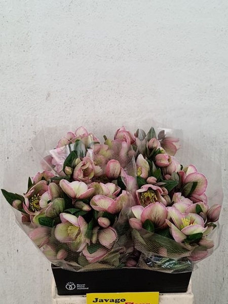 HELLEBORE ROSE 45 $$$
