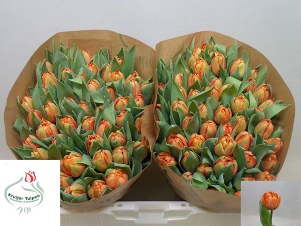 TULIPE ORANGE 34G 36CM $$$