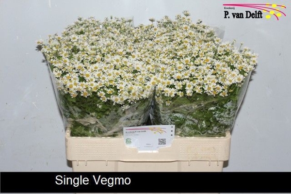 CAMOMILLE SINGLE VEGMO X25 60CM