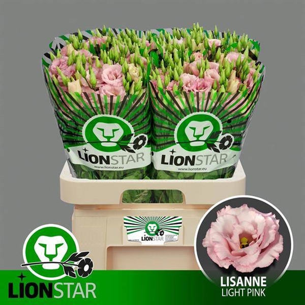 LISIANTHUS CELEBRICH QUEEN 70CM