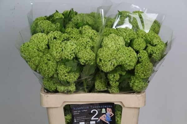 VIBURNUM OPULUS 60CM