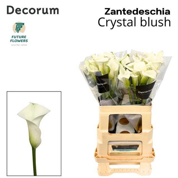 CALLA CRYSTAL BLUSH 60CM