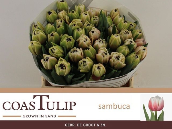 TULIPE SAMBUCA 38G 36CM