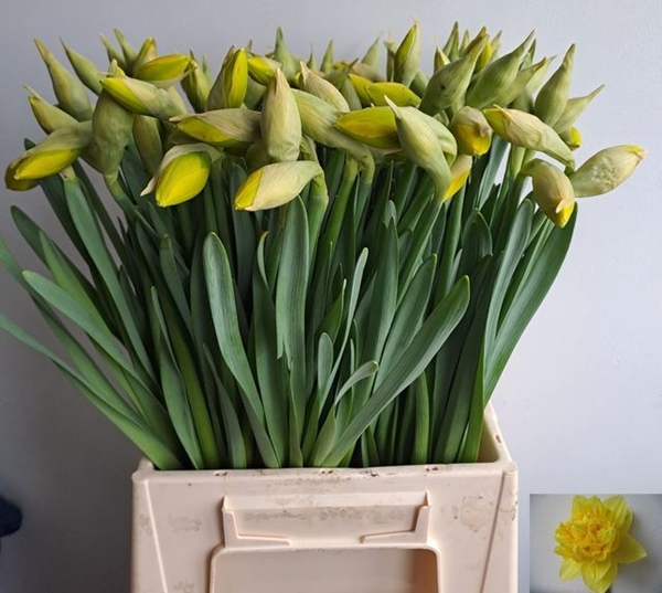 JONQUILLE DICK WILDEN $$$