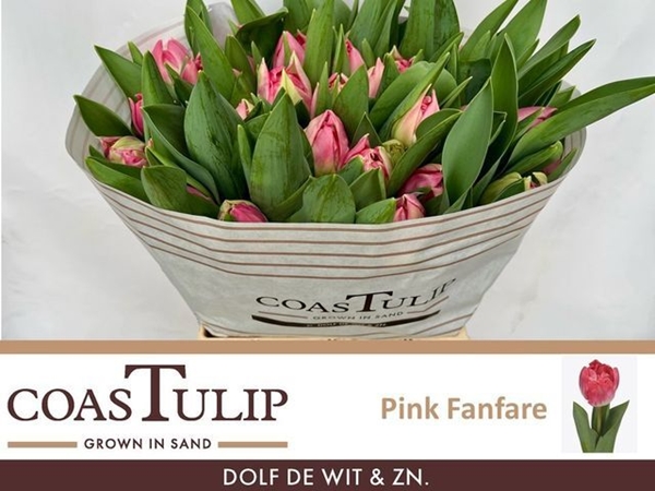 TULIPE PINK FANFARE 70G 45CM