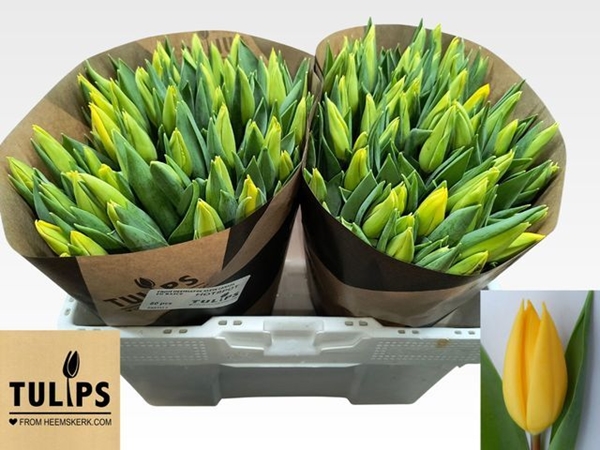 TULIPE JAUNE 48G 42CM $$$