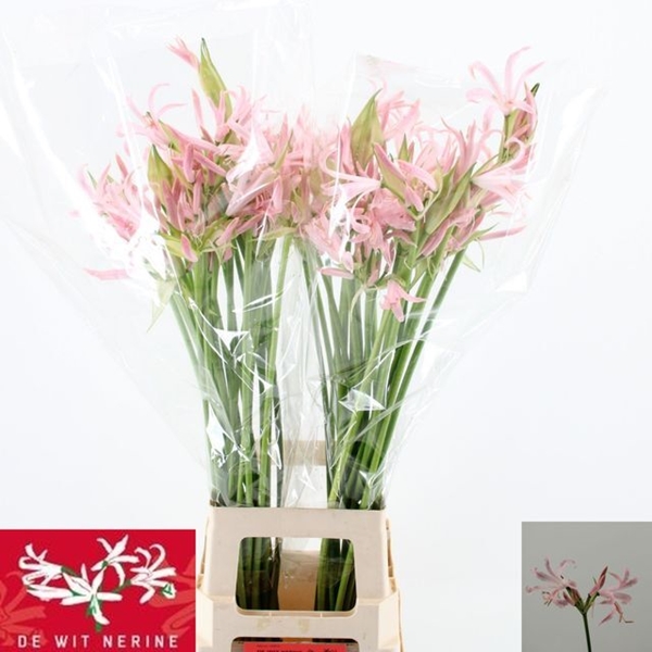 NERINE SOFIE 75CM